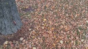 Blatter Und Samenflug Laubrente Und Nachbarrecht