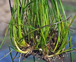 Image result for Phylohydrax