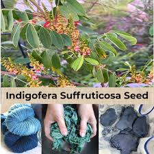 Image result for Indigofera cecilii