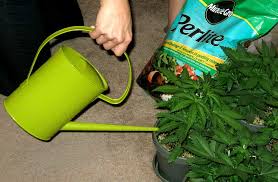 Roots poking through drainage holes is a sign that the potted plant is rootbound. How Often Do I Water Marijuana Plants Grow Weed Easy