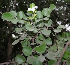 Image result for Dolichandrone alba