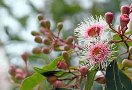 Image result for Myrtaceae