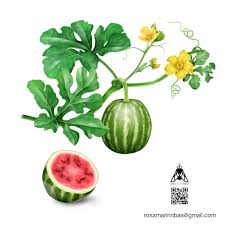 Image result for Citrullus lanatus