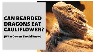 Can Bearded Dragons Eat Cauliflower What Owners Should Know Bearded Dragon Reptiles Pet Pet Lizards