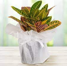 Harç hazırlayabilen, üretim tekniklerini kullanarak tekniğine uygun olarak fide üretip dekoratif yapraklı iç mekân süs bitkileri yetiştirerek bakım ve kültürel işlemlerini. Ic Mekan Saksi Cicekleri 14 Muhtesem Ic Mekan Cicegi