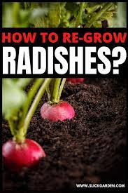 How To Regrow Radish Radishes Growing Radishes Planting Radishes
