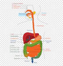 This diagram depicts pictures of digestive system for kids 744×1121 with parts and labels. Human Digestive System Png Images Pngegg