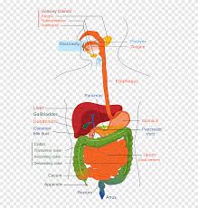 Also available for free download. Liver Human Body Organ Gallbladder Human Digestive System Liver Human Heart Anatomy Png Pngegg