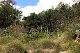 Image result for Chlorophytum colubrinum