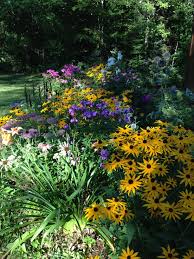 My Perennial Bed That Receives Afternoon Sun Annabelle Hydrangeas Border The Foundation Of The House In This Day Lilies Daylily Garden Annabelle Hydrangea