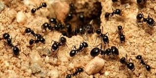 The trick to getting rid of ants for good it s not a spray. Ant Identification Guides Ant Control Extermination
