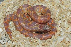 Florida King Snake For Sale Lampropeltis Getula Floridana Albino Mosaic Florida King Snake Snakes For Sale Snake