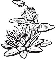 Sketch Of Lotus Flowers Vector Art Download Lotus Vectors 619892 Lotus Flower Drawing Flower Drawing Lilies Drawing