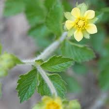 Image result for Asystasia glandulosa