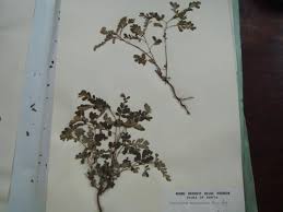 Image result for Phyllanthus mendoncae