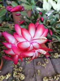 The southernmost limit of their. Christmas Cactus Christmas Cactus Flowers South Africa