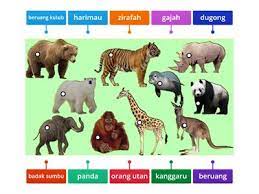 Download gambar gambar haiwan download document. Gambar Rajah Berlabel Haiwan Liar Sumber Pengajaran