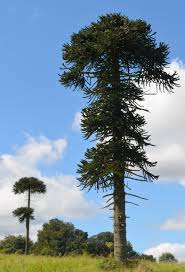 Image result for Araucariaceae