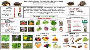 Red Yellow Footed Tortoise Reference Guide Tortoise Care Tortoises Tortoise Food