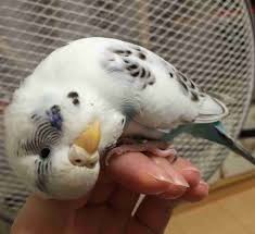 Pin By Hamidenur Akyol On Budgie S How Sweet And Lovely Pet Birds Cute Animals Budgies Bird