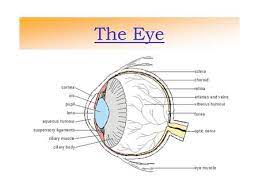 Metal kitchen rack w \/metal rods vs cones function eyes emoji. Eyes Ppt Video Online Download