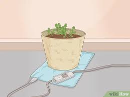 It just randomly occurred to me that maybe cactus soil is only meant for cacti. How To Grow Eucalyptus With Pictures Wikihow