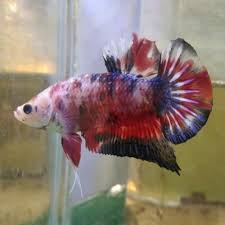 Galaxy cupang hias beralamat di jalan m.hatta ps ambacang kuranji padang. Jual Cupang Giant Koi Galaxy Berkualitas Inkuiri Com