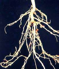 Nitrogen Is The Most Limiting Nutrient For Plant Growth A Legume Plant S Ability To Use Nitrogen From The Air I Nitrogen Fixation Nitrogen Permaculture Design
