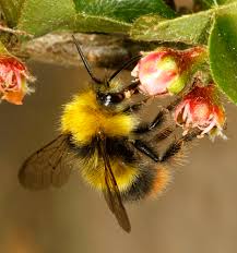Image result for Bombus pomorum