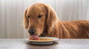 However, avoid seasoning and chop up the beans first to prevent choking. Can Dogs Eat Beans Are Beans Good Or Bad For Dogs