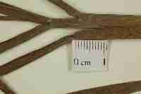 Image result for Panicum graciliflorum