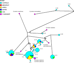 Image result for Cynodon incompletus