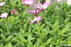 Do you trim african daisies: Daisybush African Daisy Osteospermum How To Grow And Care Plantopedia