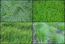 Little bluestem is often seeded with other native grasses for erosion control, grazing, and to provide nesting, roosting, and cover for upland game birds. Installing And Maintaining A Native Lawn Habitat Network