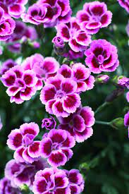 Pin On Dianthus Carnation Sweet William Flowers