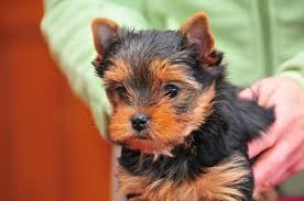 Dog shelters and rescues in garden grove, california. Yorkiepoo Puppies For Sale Garden Grove Ca 76843
