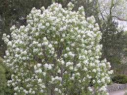 Image result for Amelanchier ovalis