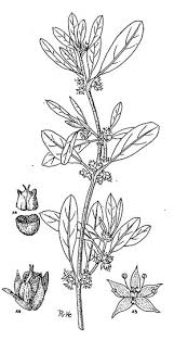 Image result for Zaleya