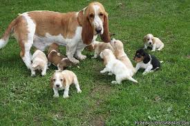 Basset hound puppies for sale. A K C Registered Basset Hound Puppies Price 250 300 For Sale In Lucasville Ohio Best Pets Online