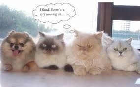 Shhhh I Think There S A Spy Among Us Tee Hee Funny Cute Cats Funny Cat Pictures Funny Animal Pictures