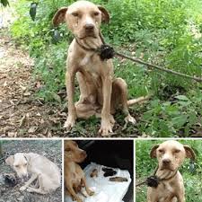 In the quiet corner of an old yard, a brave mother dog was ...