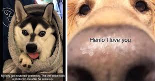 Doggo Memes For Those Who Need More Animals In Their Lives Dog Memes Cute Dog Pictures Funny Animal Memes