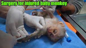 Take The Injured Baby Monkey To The Vet Hospital For Treatment After The Rescue Youtube