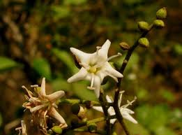 Image result for Ehretia obtusifolia