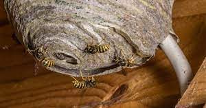 We did not find results for: Effective Wasp Nest Removal Top Tips From The Experts