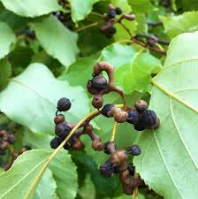 Image result for Hovenia