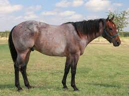 Roan Horse Wikipedia
