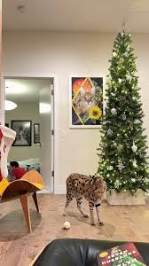 Chloe the Serval added a new photo.