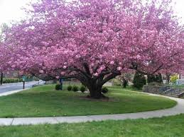 These double button shaped blooms are covered in many ruffles and have an appearance of flowers, inside of flowers, inside of. Grow Cherry Trees From Pits Bees And Roses Yoshino Cherry Tree Growing Cherry Trees Trees To Plant