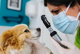 The Importance of Preventive Care for Pets - VetMed Pathways